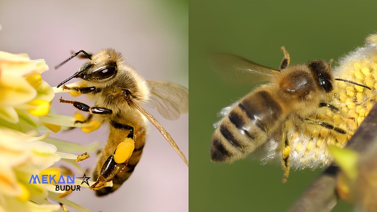 Arıların Antenleri Ne İşe Yarar? Arıların Kaç Gözü Var? Önemi Nedir?