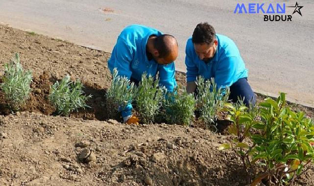 Büyükşehir, refüjleri ağaçlandırıyor