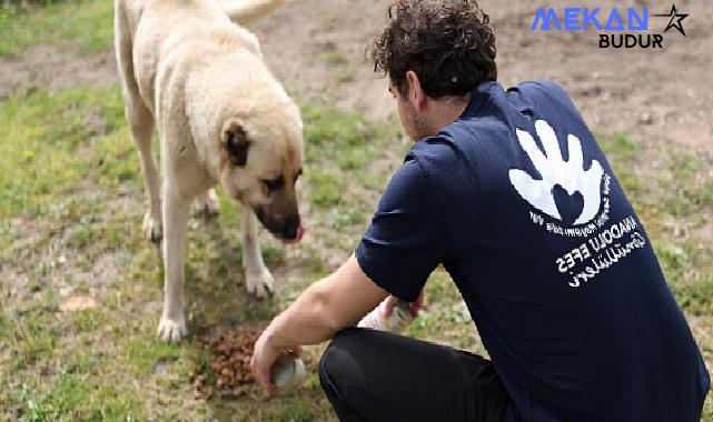 Anadolu Efes Gönüllüleri Sokak Hayvanları için Harekete Geçti!