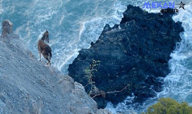 Akdeniz Bölgesini Muazzam Bir Keşfe Çıkaracak ‘Vahşi Akdeniz’ 5 Pazar Günü 20.00’de National Geographic WILD Ekranlarında!