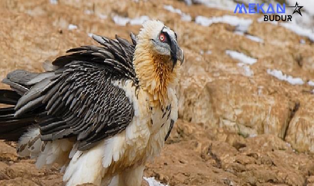 Ardahan ve Kars’ın Suları, Meraları Maden Tehdidi Altında