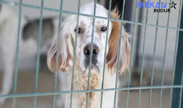 Aydın Büyükşehir Belediyesi, sokakta yaşayan can dostların her türlü ihtiyacını karşılıyor