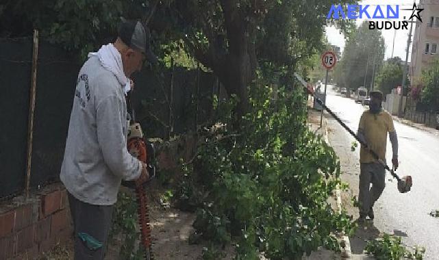 Kemer Belediyesi’nden yeşil alanlarda bakım çalışmaları