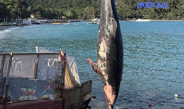 Kemer’de ölü yunus balığı sahile vurdu