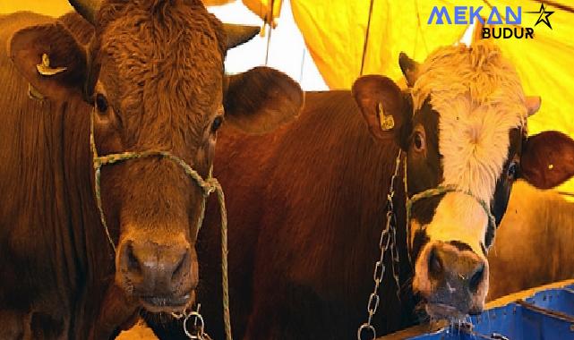 Kurban Bayramı nedeniyle hazırlıklarına başlayan Çorlu Belediyesi, kurban satış başvuruları için kayıtlara başladı