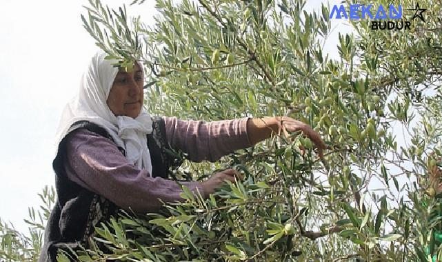 Yapay zekâ ve dijitalleşme ile Türk tarımında verimlilik, gıda güvenliği ve ihracat artacak, gıda kayıpları önlenecek