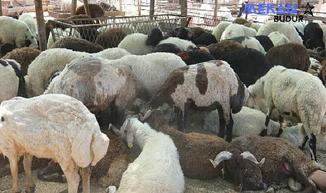 aklaşan Kurban Bayramı öncesinde, Türkiye’nin dört bir yanından gelen kurbanlık satıcıları ve Menemenli vatandaşlar, Gölpark arkasındaki eski askeri atış alanında buluşuyor