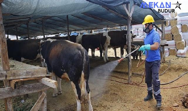 Antalya Büyükşehir Kurban Bayramı’na hazır