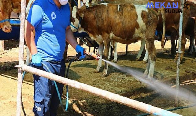 Antalya Büyükşehir Kurban Pazar Yerlerini İlaçlıyor