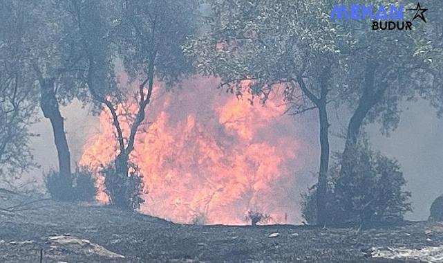 Aydın Büyükşehir Belediyesi İtfaiyesi, 48 saatte çıkan 81 yangına müdahale etti