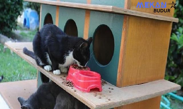 Bayraklı’da can dostlar için ‘bir kap su’ çağrısı