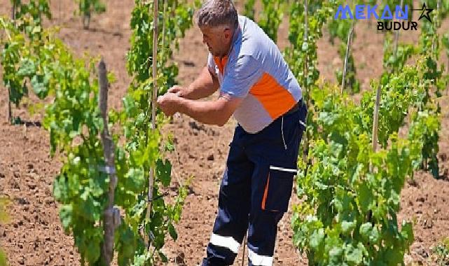 Bergama’nın geleneksel üzümleri yeniden canlanıyor