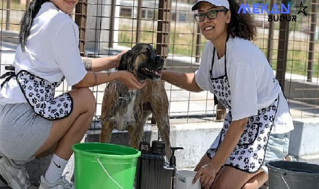 Bunaltan sıcaklarda can dostlar unutulmadı