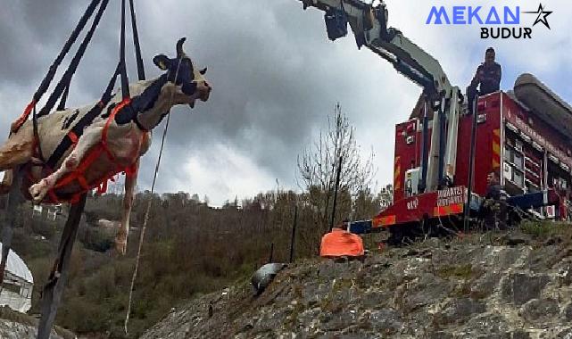 İstanbul Büyükşehir Belediyesi İtfaiye Dairesi Başkanlığı ekipleri, yılın ilk 5 ay ayında zor durumdaki 5 bin 965 hayvanı kurtardı