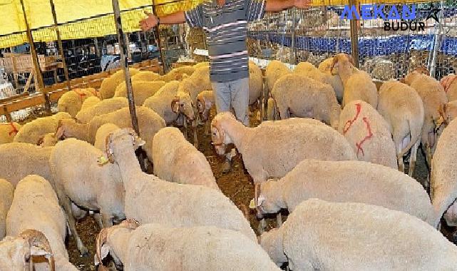 İzmir Büyükşehir Belediyesi Kavurmalar ihtiyaç sahiplerinin sofrasına ulaştırılacak