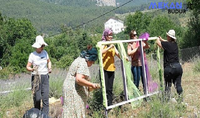 Kemer’de lavanta tanıtım etkinlikleri başlıyor