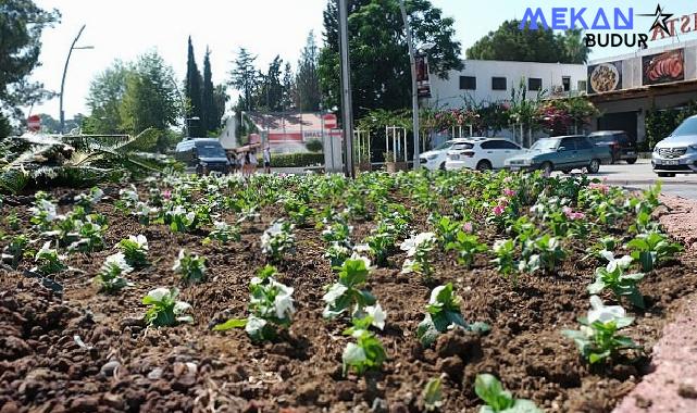 Kemer’de mevsimlik çiçekler ekiliyor