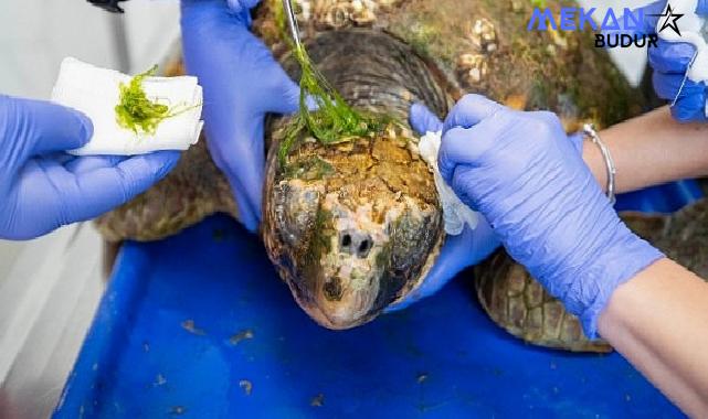 Körfez’deki yaralı Caretta caretta kurtarıldı