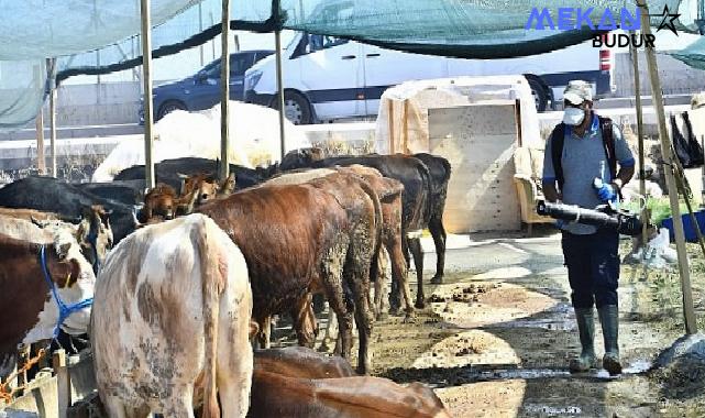 Kurban satış yerleri ilaçlanıyor Sinek ve haşerelere karşı aralıksız mücadele