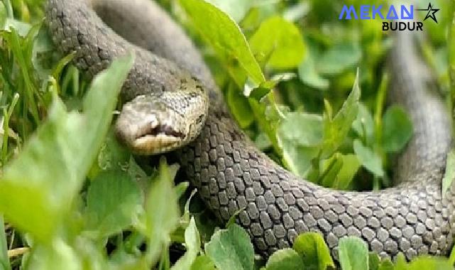 ‘Şehirdeki Yılanlar’ın 10. Sezonu 1 Temmuz’da National Geographic WILD Ekranlarında Başlıyor!