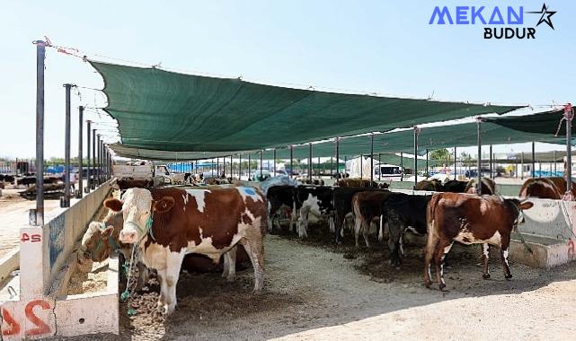 Selçuklu Belediyesi yaklaşan Kurban Bayramı öncesinde vatandaşların ve satıcıların faydalanabileceği kurban satış yerinde çalışmalarını tamamladı