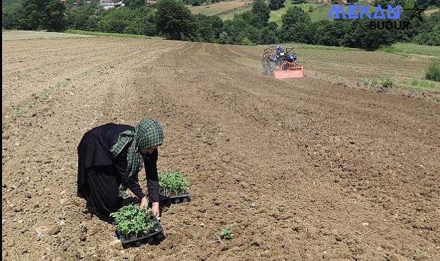 Üreticiler karpuz tohumlarını toprakla buluşturdu