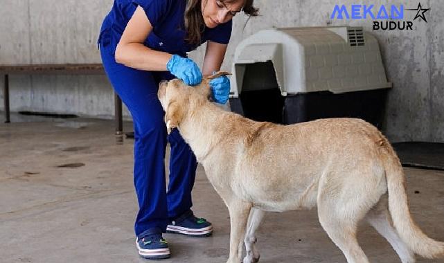 Yılın ilk 6 ayında İzmir’deki barınaklardan 500 köpek sahiplendirildi