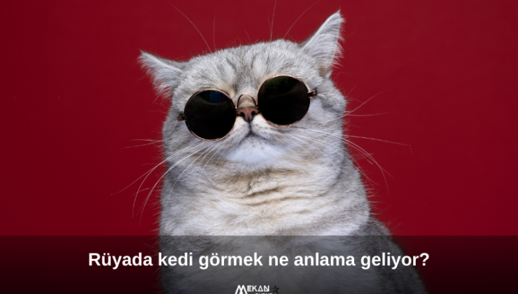 Rüyada kedi görmek ne anlama gelir? Kedi görmek rüya tabiri ve psikolojik yorumu hakkında merak edilenler