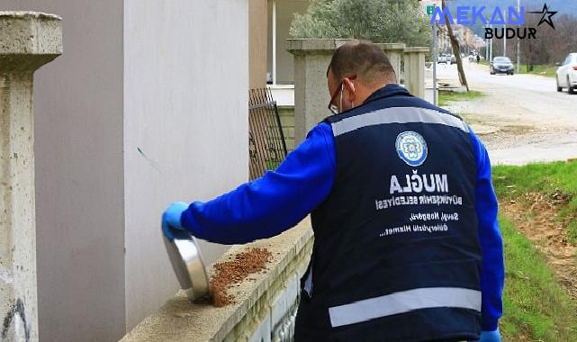 Büyükşehir Can dostlar İçin Mama Üretiyor, Tasarruf Sağlıyor