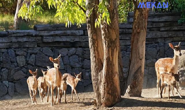 İzmir Doğal Yaşam Parkı’nın en yeni üyesi Kakadu papağanı ailesinin 15 yıl sonra ilk yavrusu dünyaya geldi