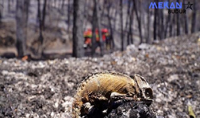 İzmir’in ateş savaşçıları ağaçlar için nöbette