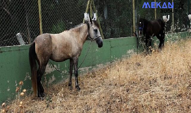 Karşıyaka’da başıboş at operasyonu