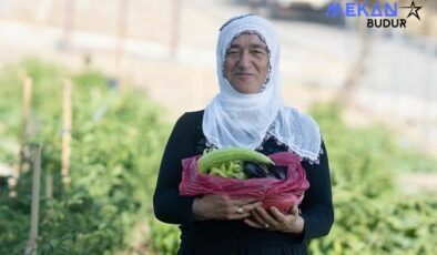 Mahalle bostanında hasat zamanı