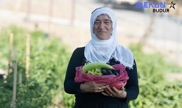 Mahalle bostanında hasat zamanı