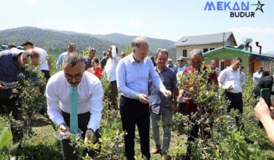 Mavi Yemişte Hasat Başladı