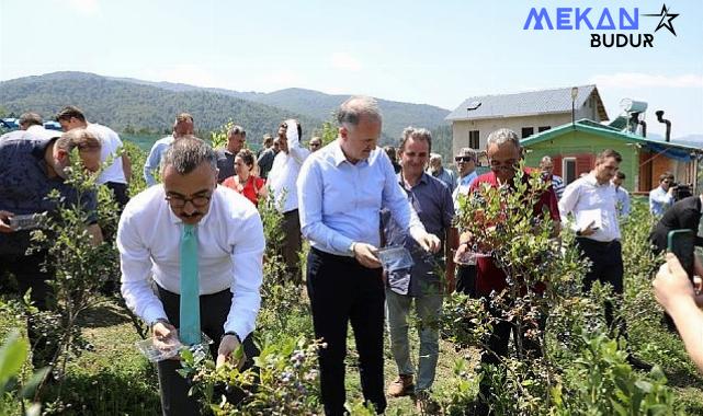 Mavi Yemişte Hasat Başladı