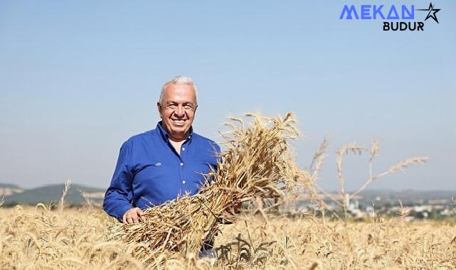 Nilüfer’de yerel tohumdan üretilen buğday hasadı başladı