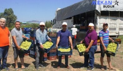 Superior Seedless çeşidi sofralık üzümün ihracat yolculuğu 11 Temmuz’da başladı