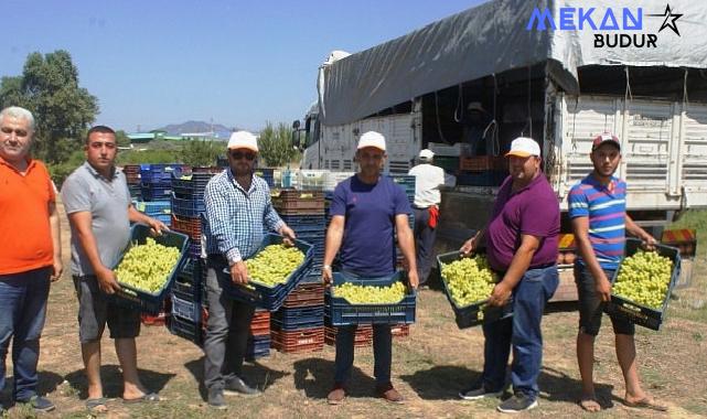 Superior Seedless çeşidi sofralık üzümün ihracat yolculuğu 11 Temmuz’da başladı