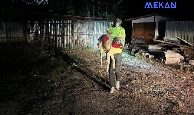 Yangın nedeniyle 335 hayvan koruma altına alındı Büyükşehir ekipleri can dostları yangından korudu