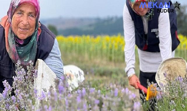 Kocaeli’de mor tarlalarda lavanta hasadı başladı