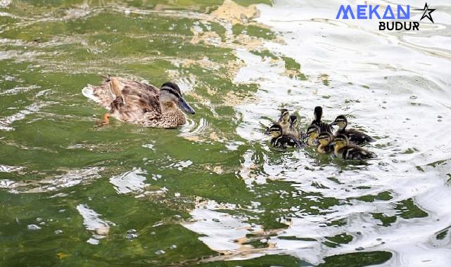 Ankara’nın simgelerinden Kuğulu Park’ta 8 yavru ördek daha suyla buluştu