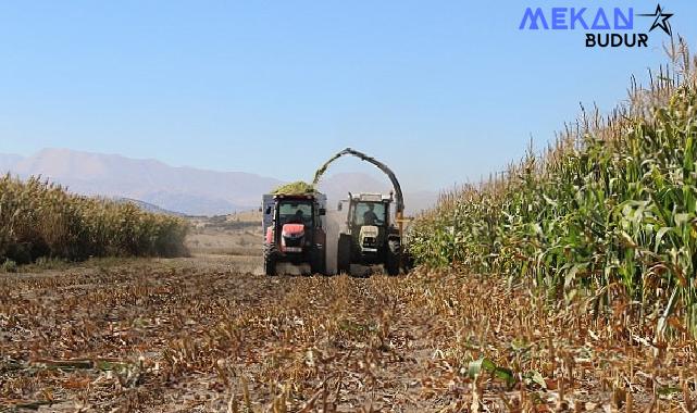 Antalya Büyükşehir Belediyesi tohum desteğiyle üreticilerin yanındaElmalı’da silajlık mısır hasadı yapıldı