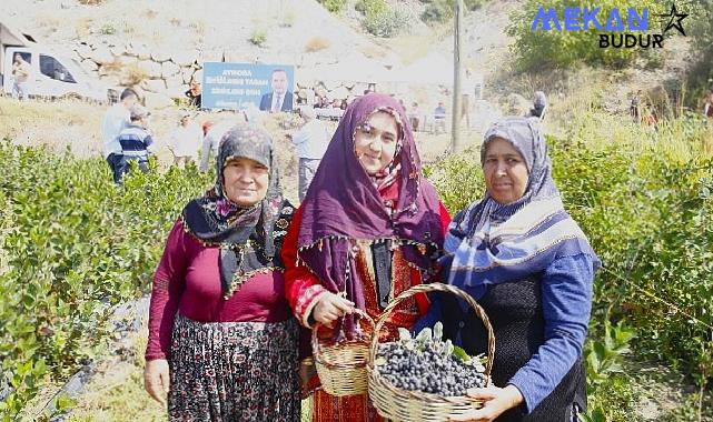 Antalya’da Aronya hasadı başladı