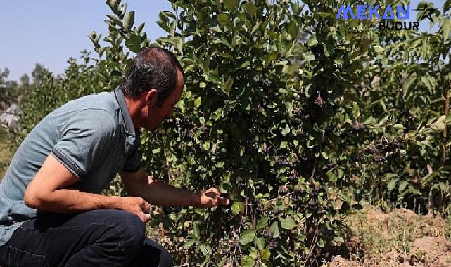 Başkan Altay: “Aronyayı Alternatif Ürünler Kapsamında Yaygınlaştırıyoruz”