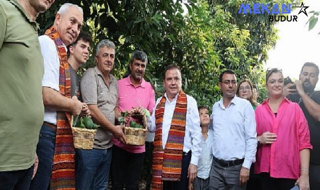 Başkan Böcek’ten avokado ve mango hasadı