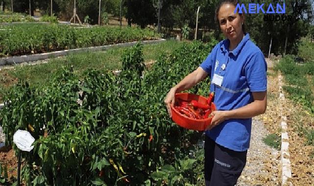 Büyükşehir 2025 Yerel Tohum Dağıtımı Hazırlıklarına Başladı