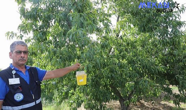 Büyükşehir’den Akdeniz Meyve Sineği’ne Tuzak