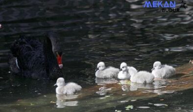 Çankaya’ya 29 Ekim Sürprizi: Cumhuriyet Bayramında Kuğulu Park Ailesine 5 Kuğu Daha Katıldı