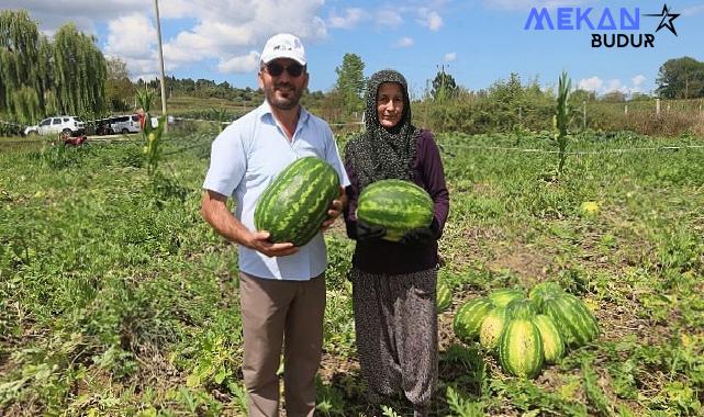 Coğrafi işaretli Kandıra karpuzunda hasat zamanı